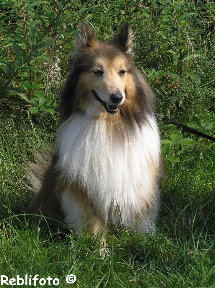 Shetland sheepdog mikkel  (DØD) billede 5