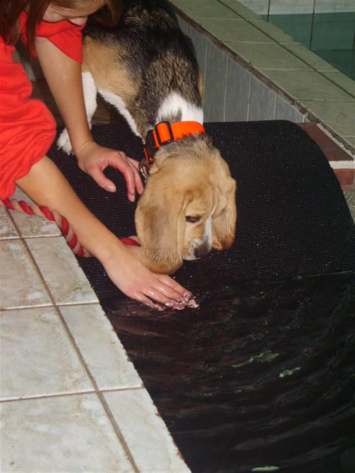 Beagle Balder billede 16