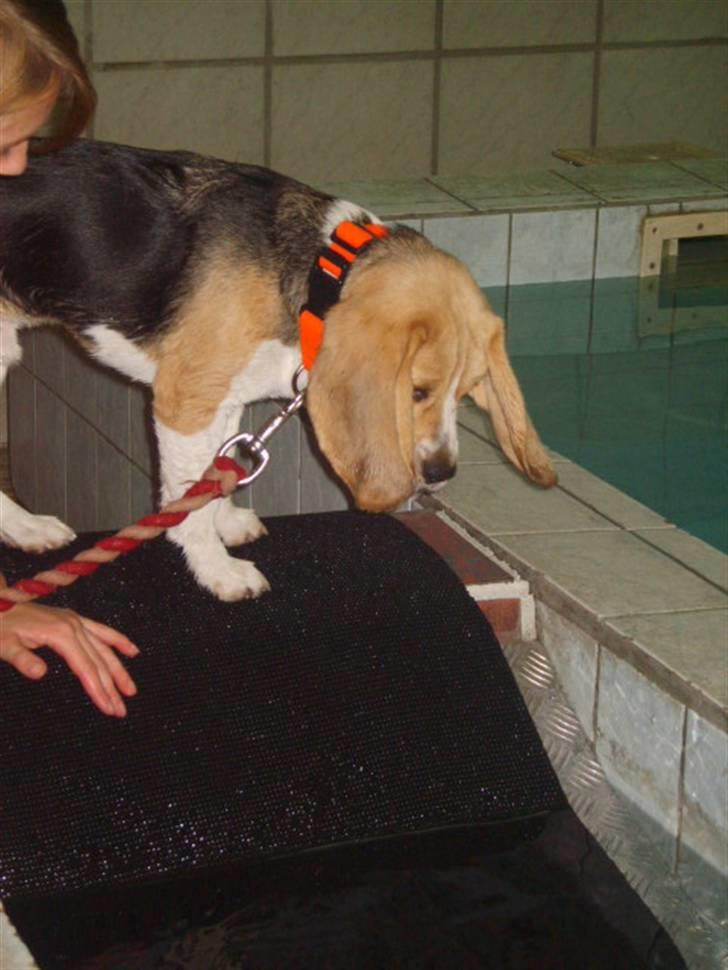 Beagle Balder billede 17