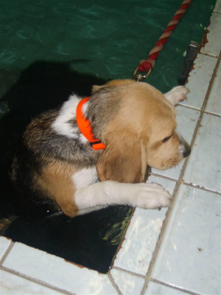 Beagle Balder billede 18
