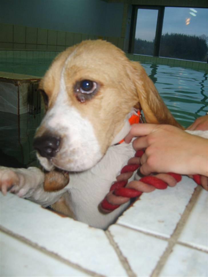 Beagle Balder billede 19