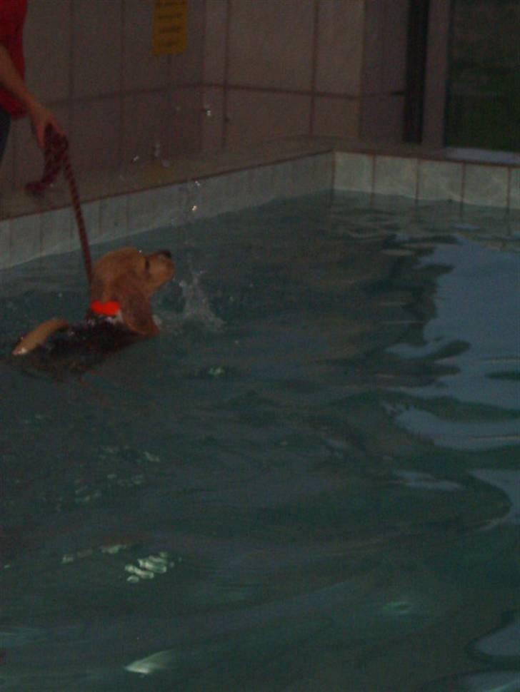 Beagle Balder billede 20