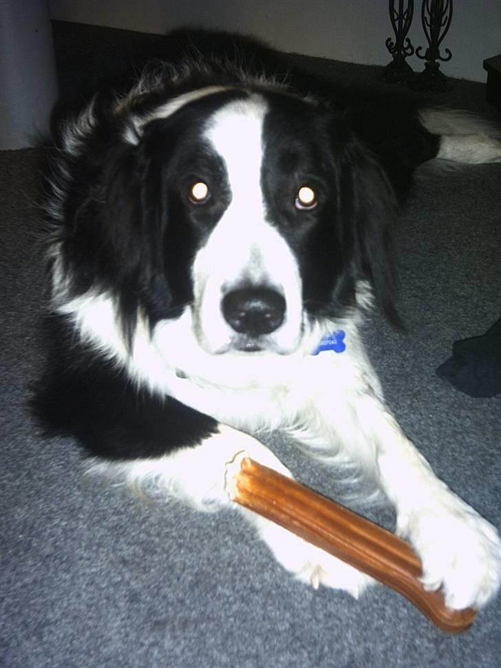 Blanding af racer Silas billede 1