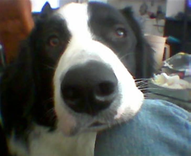 Blanding af racer Silas billede 2