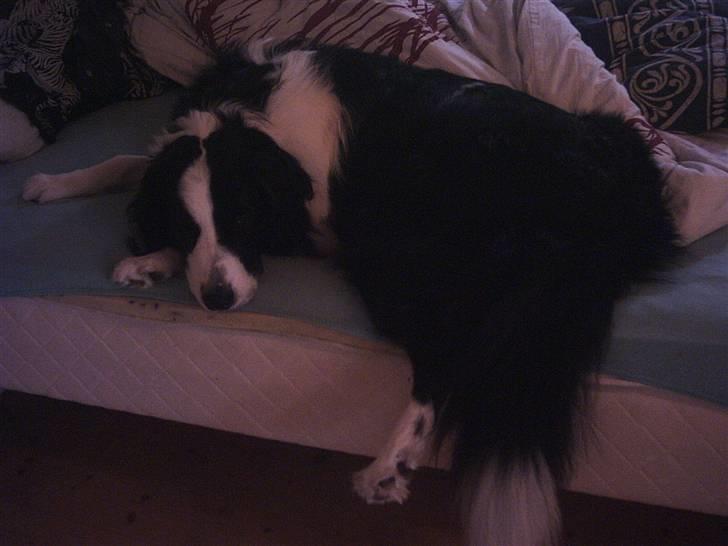 Blanding af racer Silas billede 3