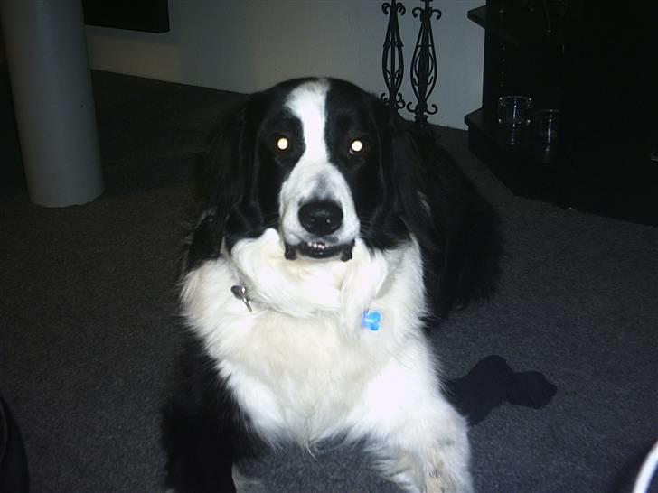 Blanding af racer Silas billede 4