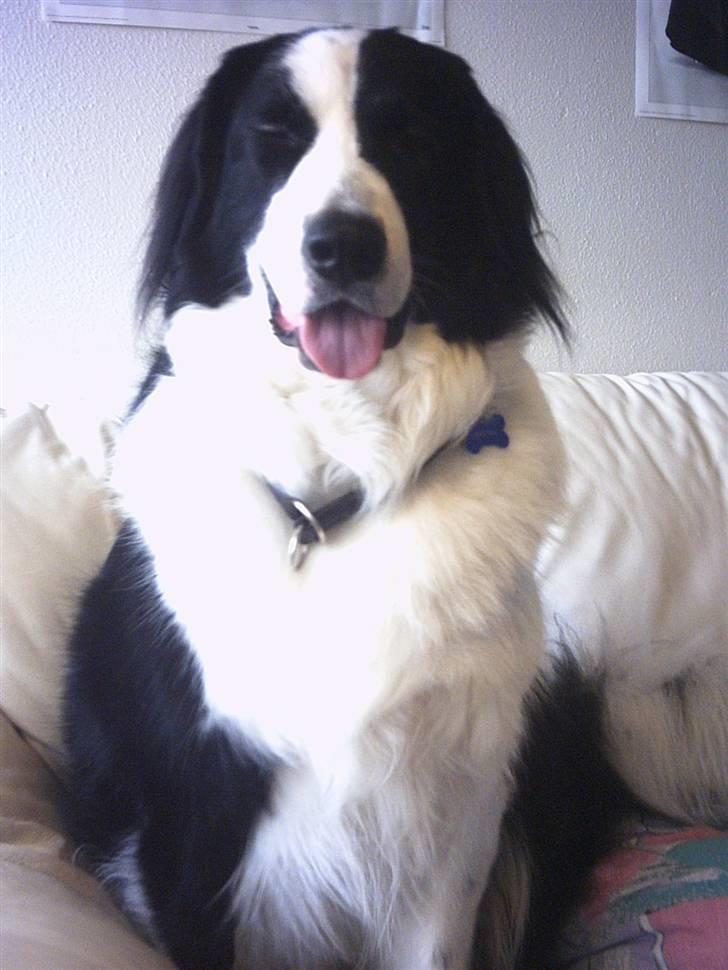 Blanding af racer Silas billede 5