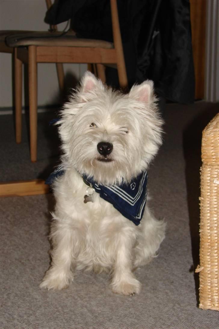 West highland white terrier Victor billede 7