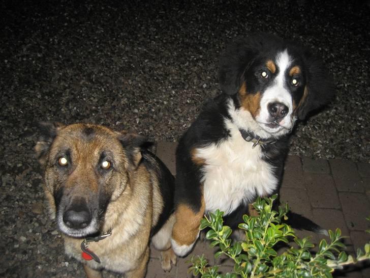 Berner sennenhund Buller billede 9