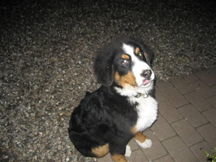Berner sennenhund Buller billede 10