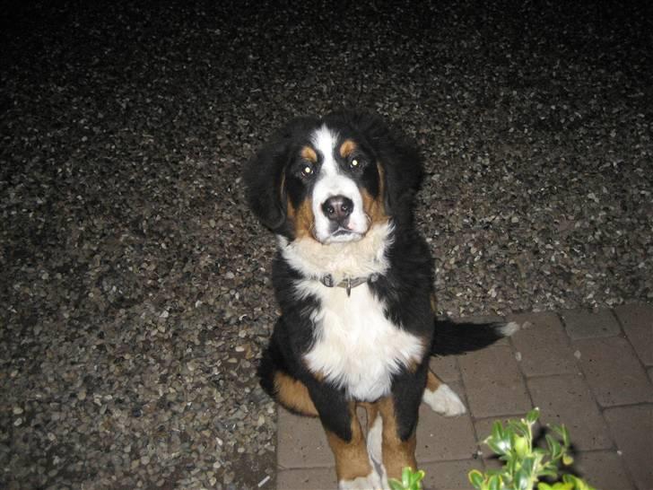 Berner sennenhund Buller billede 11