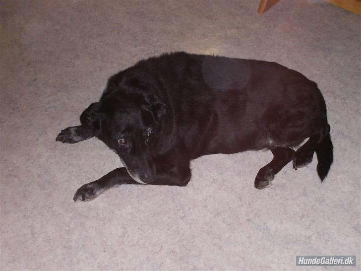 Blanding af racer Blackie R.I.P billede 1