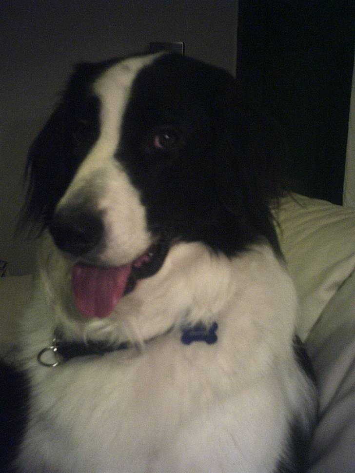 Blanding af racer Silas billede 6