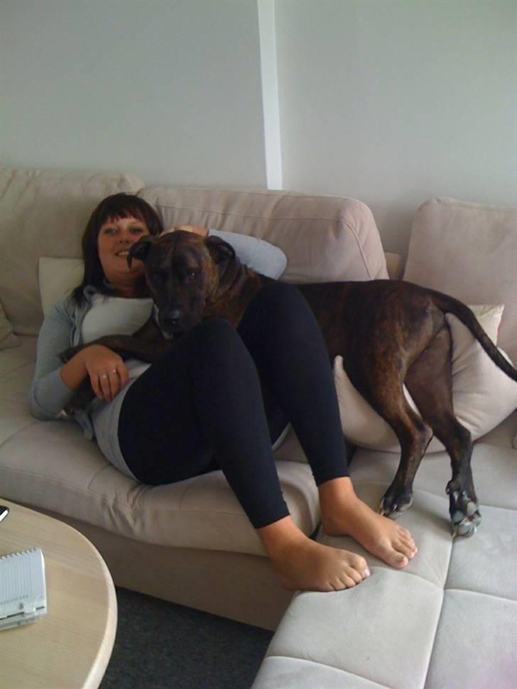 Amerikansk staffordshire terrier Tyson - Jeg elsker at putte med mor.. billede 16