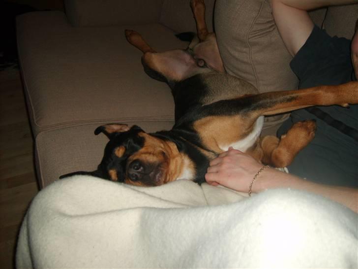 Blanding af racer BJØRN billede 19