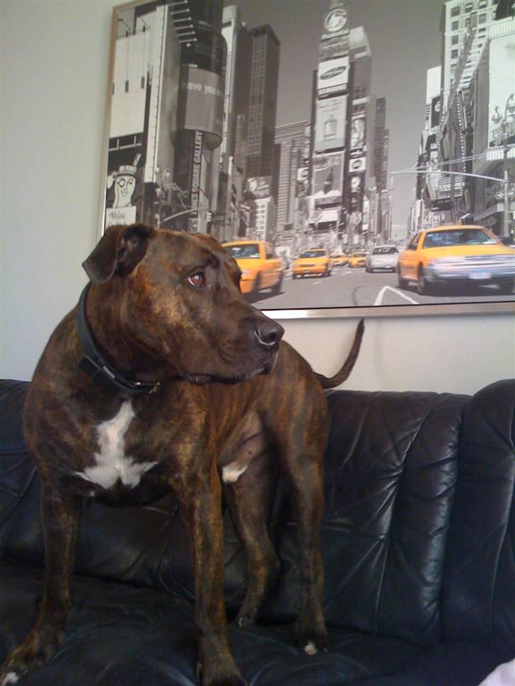 Amerikansk staffordshire terrier Tyson - New Yorker hunden  billede 17