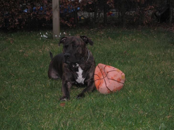 Amerikansk staffordshire terrier Tyson - Jeg elsker at lege med bold, men den bliver hurtigt flad.. billede 18