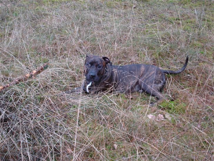 Amerikansk staffordshire terrier Tyson - Kamouflagehunden ! Det er hårdt at gå tur i varmen.. billede 19