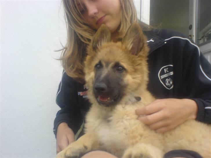 Belgisk hyrdehund Kenzo 2/1 2008 R.I.P  - elsker ham bare så meget og SAVNER HAM MEGA MEGET  billede 17