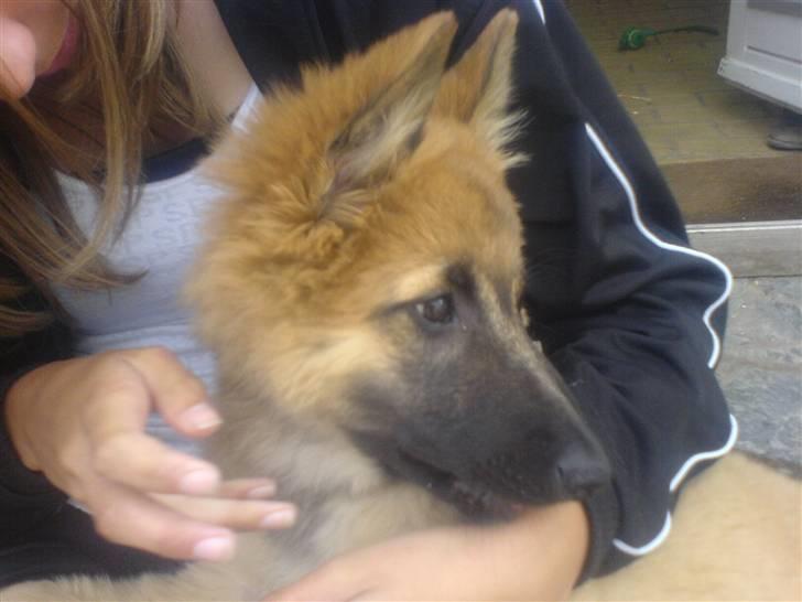 Belgisk hyrdehund Kenzo 2/1 2008 R.I.P  - ÅH MIN LILLE BROR DU SKULLE VÆRE HER !!! ;( billede 18