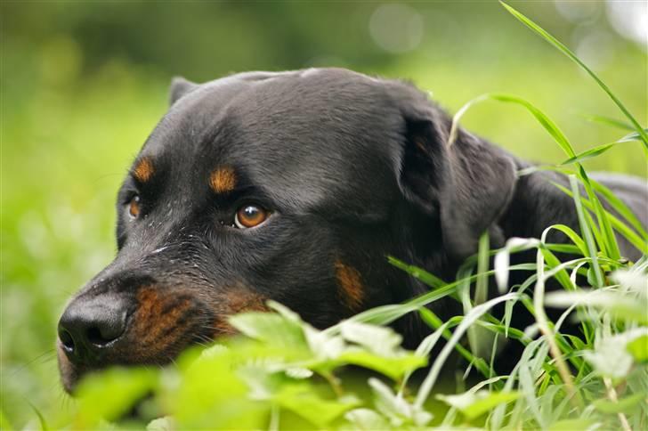 Rottweiler Simba - 3 år billede 9