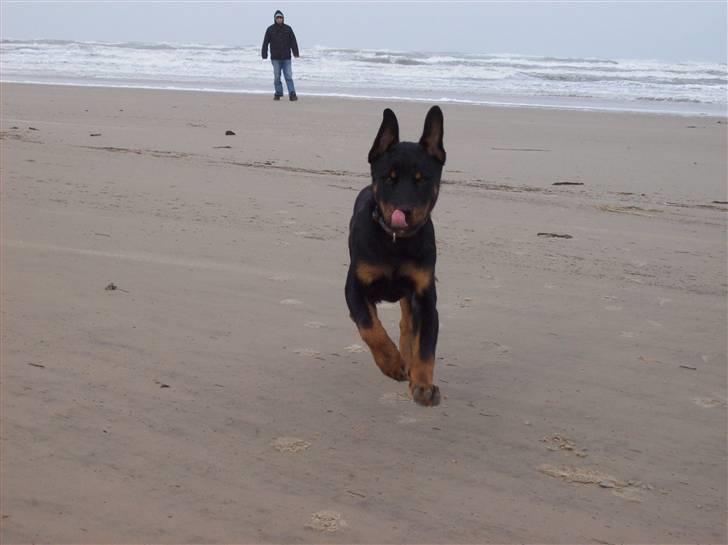 Rottweiler Simba - SE Jeg elsker at være ved stranden billede 10