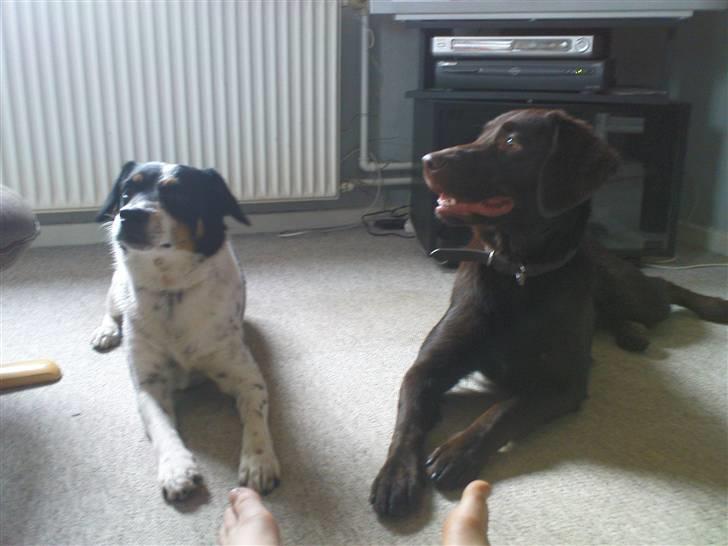 Dansk svensk gaardhund Polle billede 19