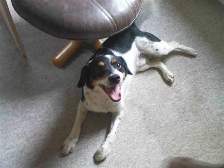 Dansk svensk gaardhund Polle - Cute cute<3;P billede 20