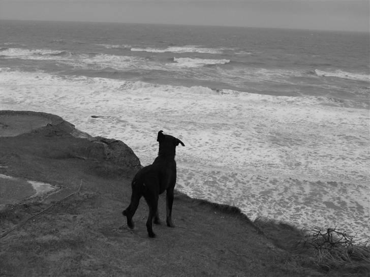 Rottweiler Simba - Simba fra en bunker ved hirtshals feb 08.  billede 11