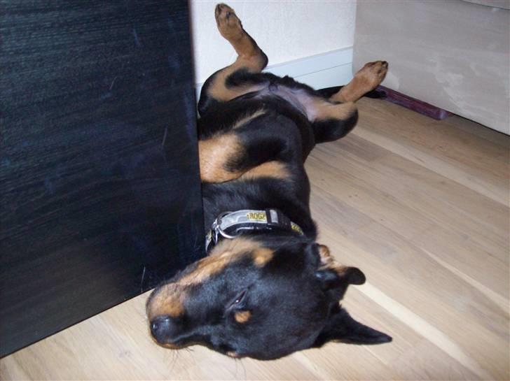 Rottweiler Simba - 5 måneder billede 12