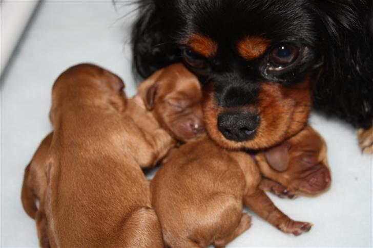 Cavalier king charles spaniel Vega - Vega med sit og vores første kuld billede 9