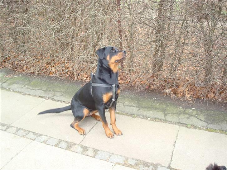 Rottweiler Nikki billede 18
