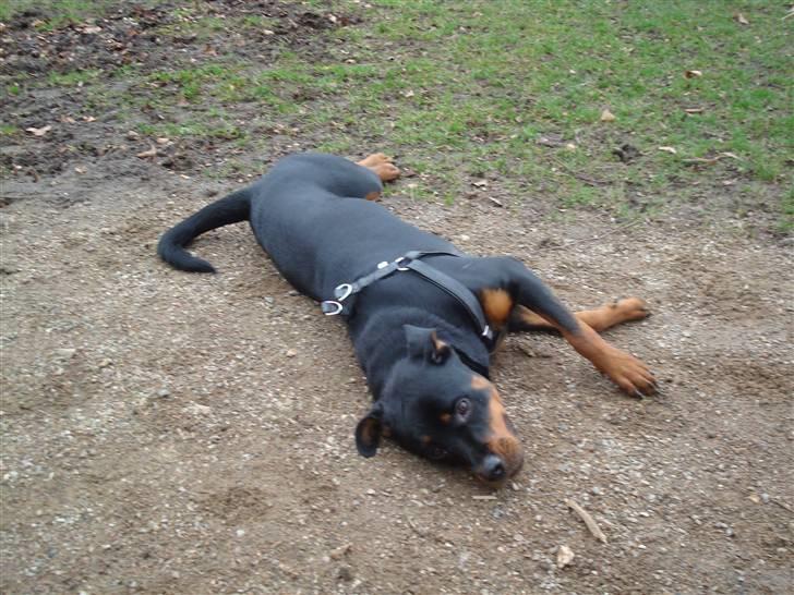 Rottweiler Nikki billede 19