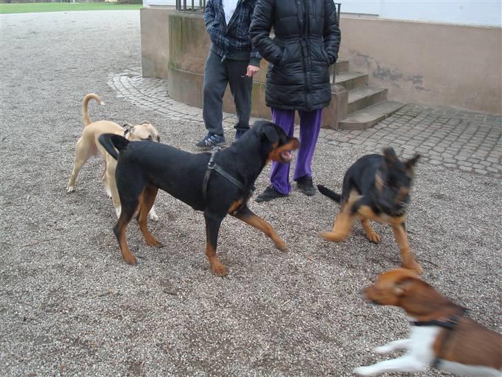 Rottweiler Nikki billede 20