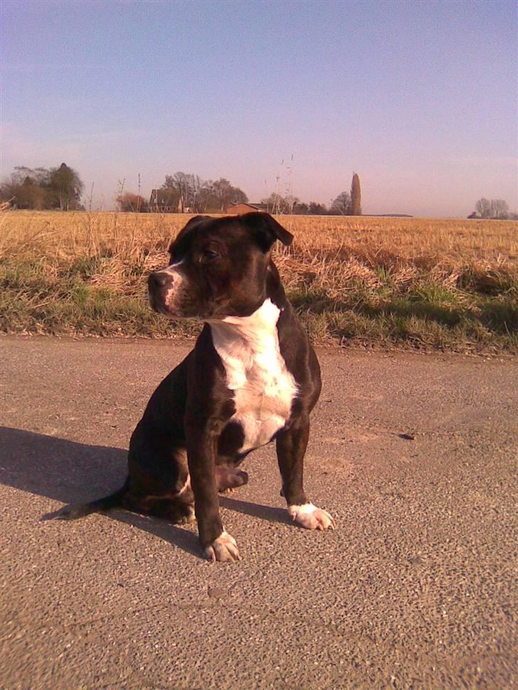 Staffordshire bull terrier Andy - Andy 12 mdr. billede 8