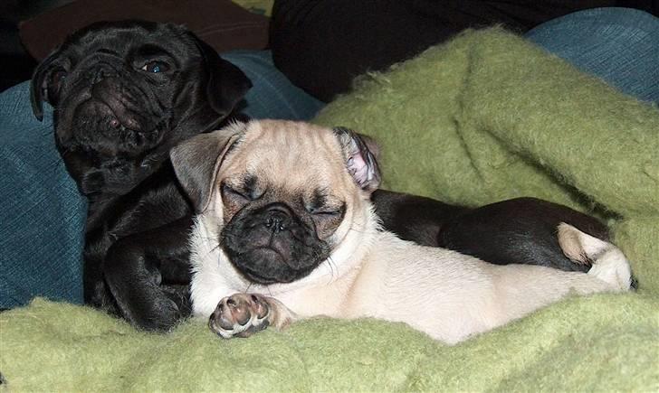 Mops Carla og nu også Manse - Carla som fiser den af på mors skød :D billede 1