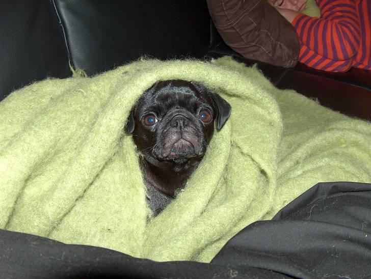 Mops Carla og nu også Manse - Carla gemmer sig under tæppet :D billede 2