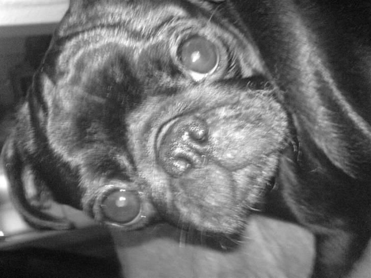 Mops Carla og nu også Manse billede 3