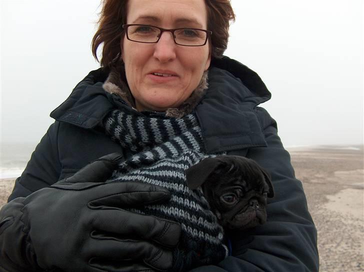 Mops Carla og nu også Manse - uuh det koldt<3 billede 4