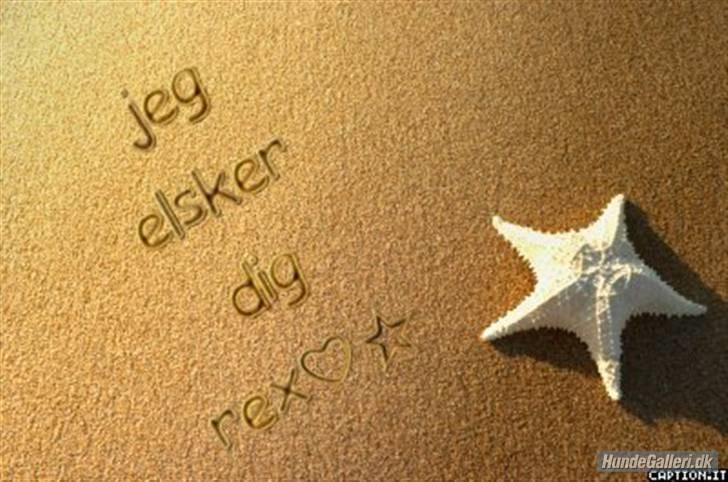 Amerikansk bulldog Rex - Det nemlig rigtigt :o) billede 18