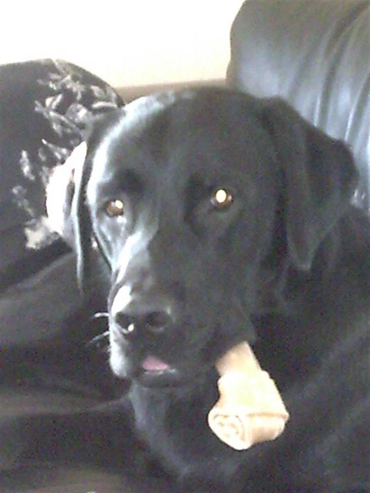 Labrador retriever Simba - Hejsa. Uha, jeg må hellere passe på mit ben her !!!!! billede 1