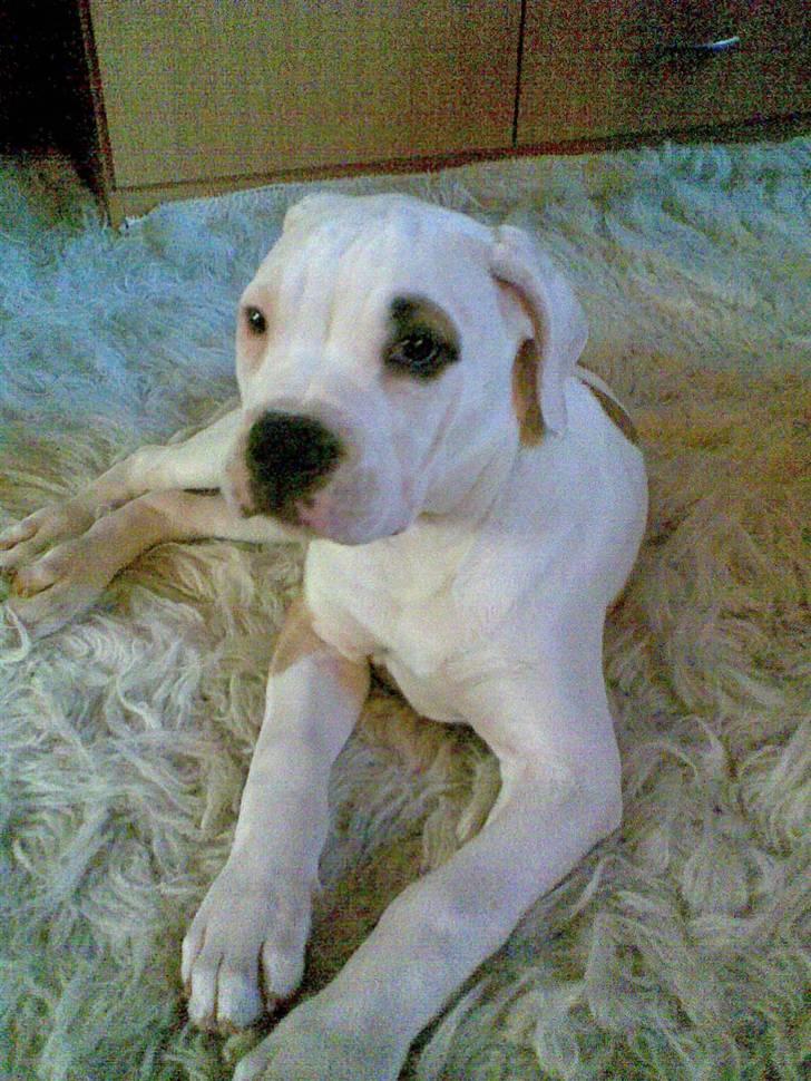 Amerikansk bulldog Rex - Smuk og dejlig :o) billede 19