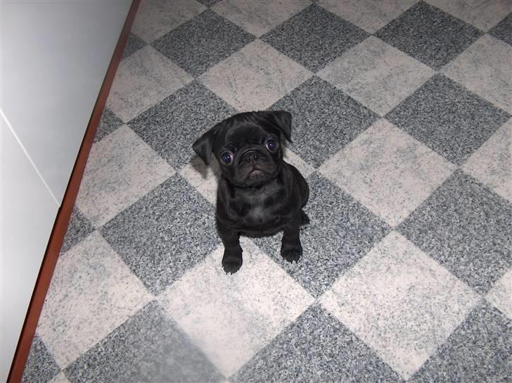 Mops Carla og nu også Manse - Carla som lille hvalp billede 5