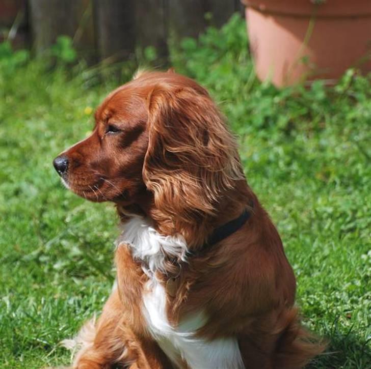 Blanding af racer Max min elskede Himmelhund - Hov - var det naboens Kat ???? Den skal bare lige prøve på at komme herhen ...... SÅ  grrrrrrrrr billede 2