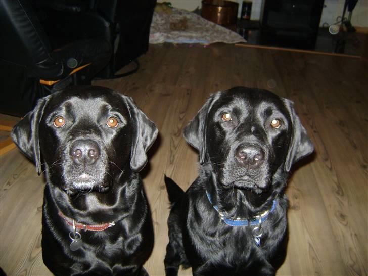 Labrador retriever Simba - Her er jeg så med mi kæreste freja som jeg bor med...Mut mut. billede 2