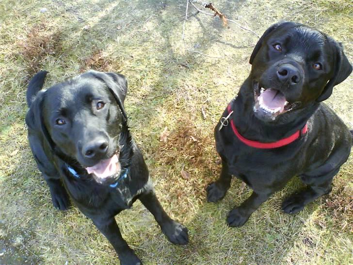 Labrador retriever Simba - Hej. Her jeg sammen med den anden hund jeg bor sammen med Freja .(Min kæreste) billede 3