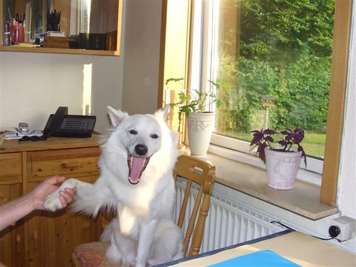 Dansk Spids Diezel - er jeg ikke dejlig billede 3