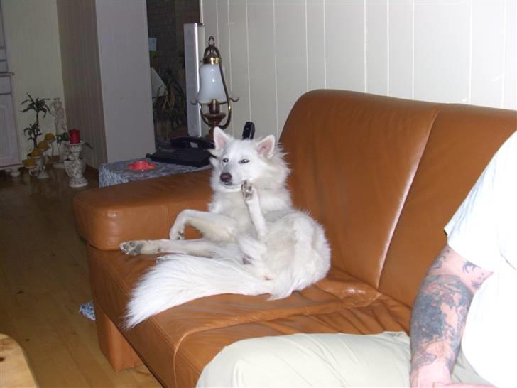 Dansk Spids Diezel - og hygge skal der til billede 4