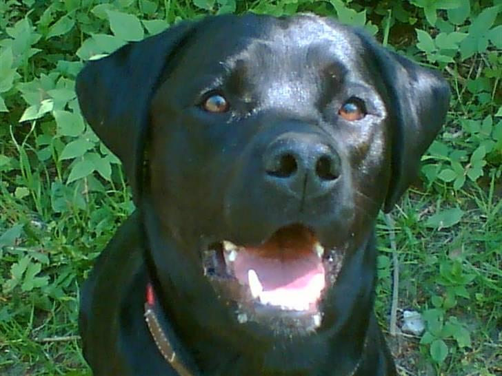 Labrador retriever Freja - Hejsa.  Jeg hedder FREJA . Alle synes jeg har et smuk hovede billede 1