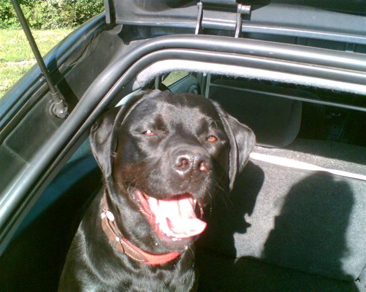 Labrador retriever Freja - kuk kuk billede 2